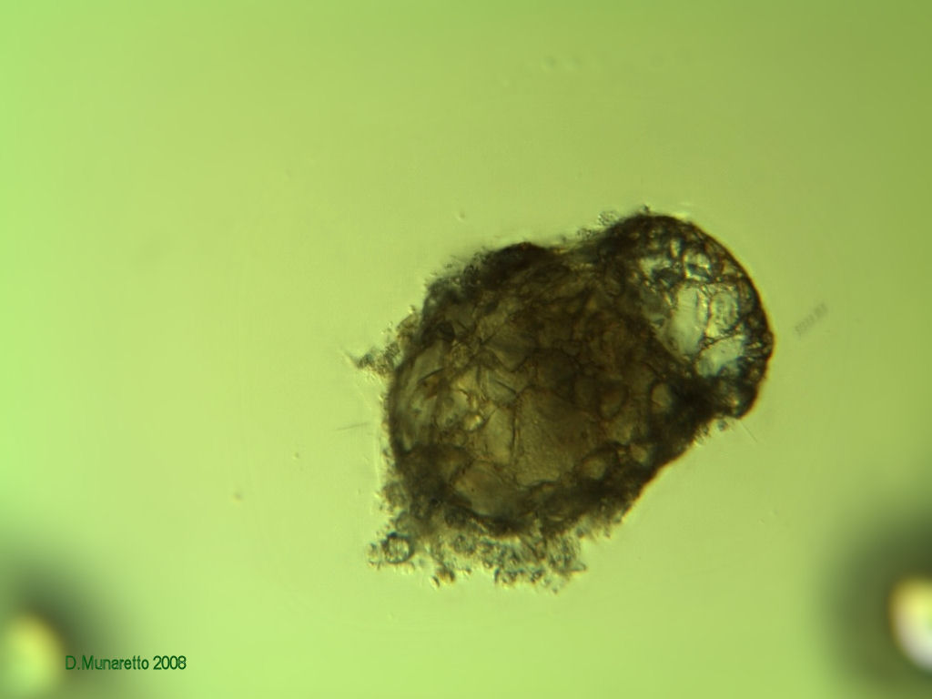 Nuova TECAMEBA ad Anfora...